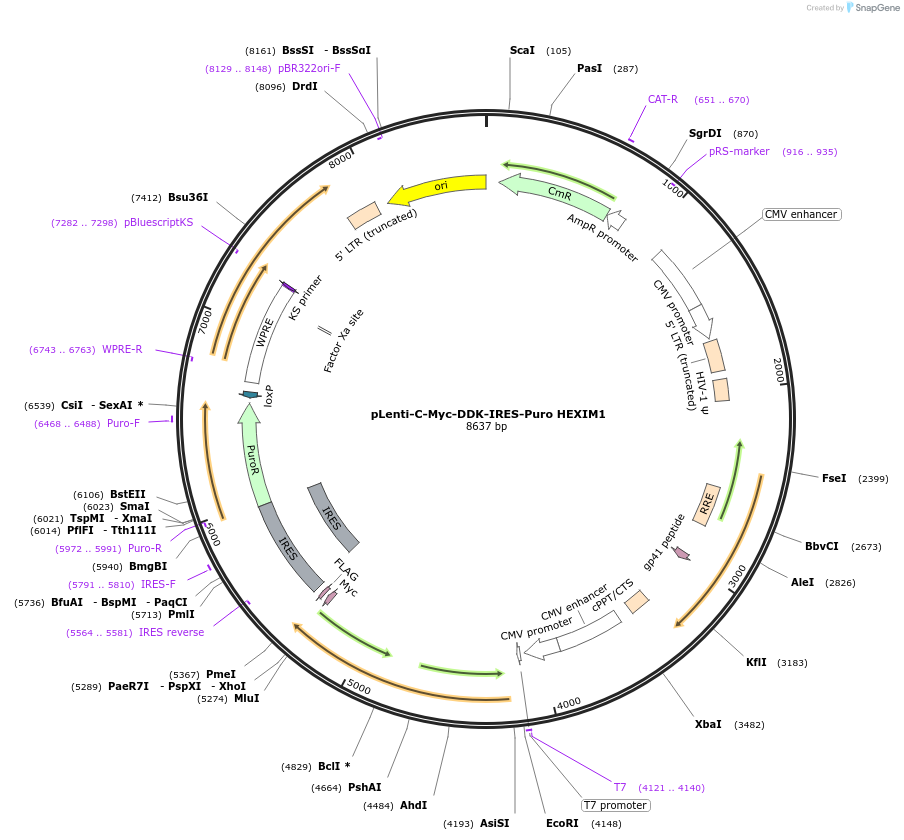 200726-plasmid-map-sequence-id-401797