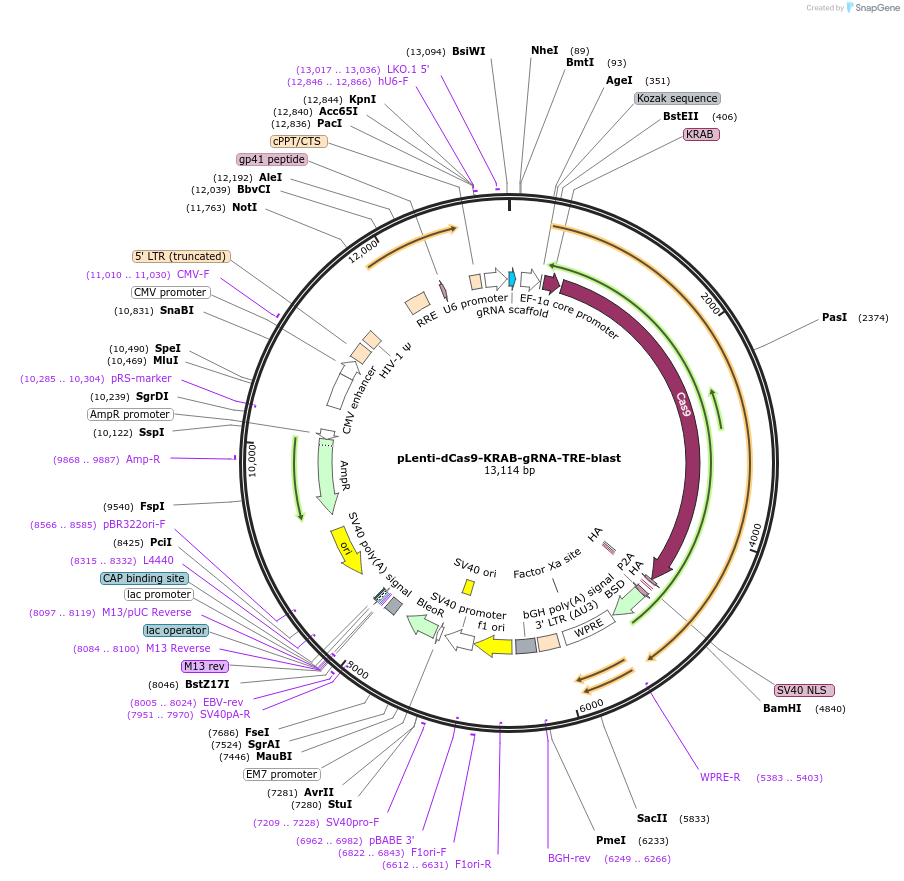 201152-plasmid-map-sequence-id-401799