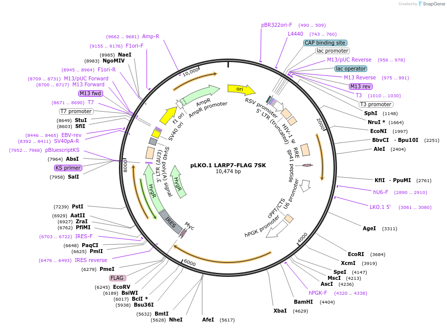200733-plasmid-map-sequence-id-401803