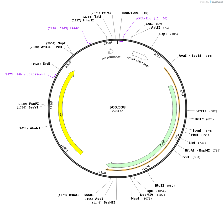 200626-plasmid-map-sequence-id-401806