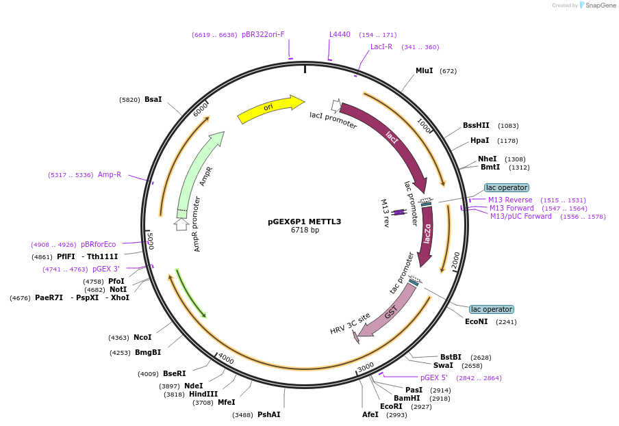200731-plasmid-map-sequence-id-401808