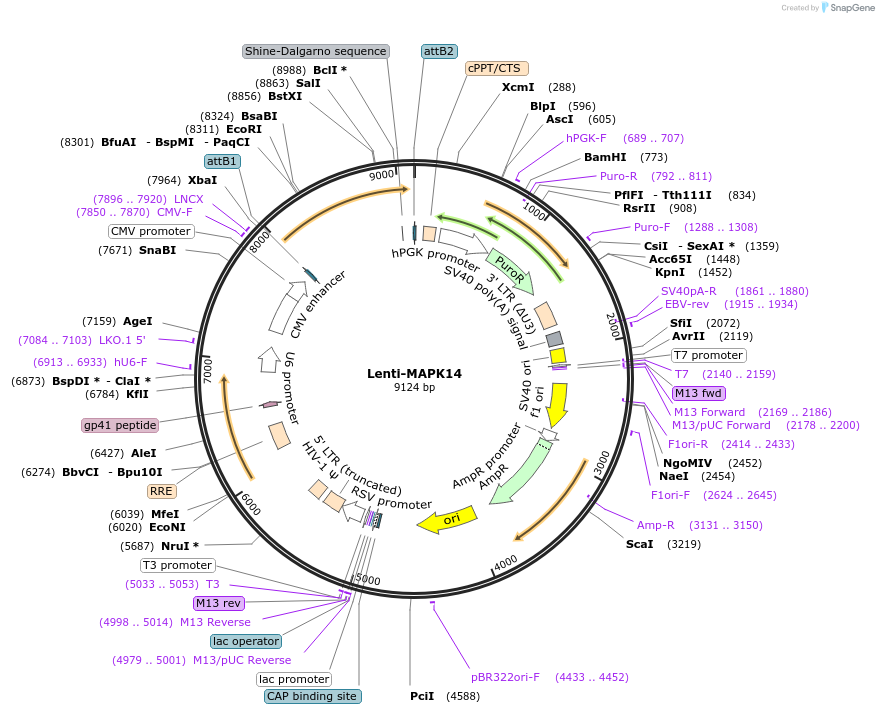 200973-plasmid-map-sequence-id-401869