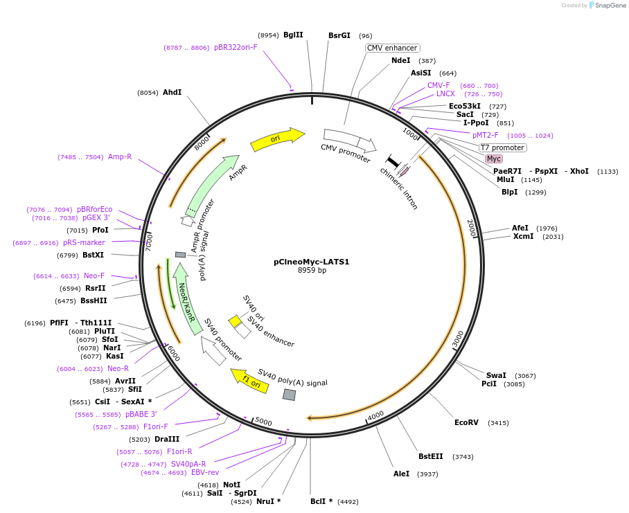 66851-plasmid-map-sequence-id-402477