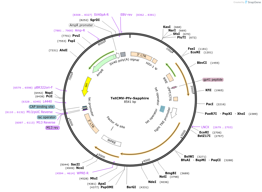 203650-plasmid-map-sequence-id-402480