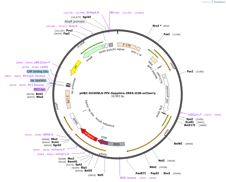 203652-plasmid-map-sequence-id-402483