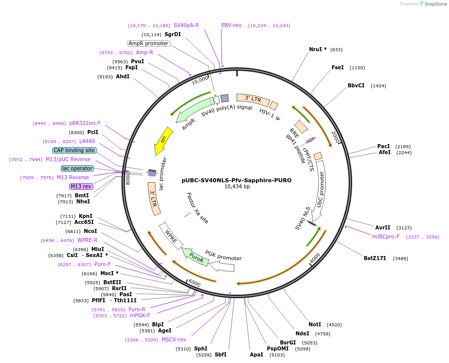203654-plasmid-map-sequence-id-402486