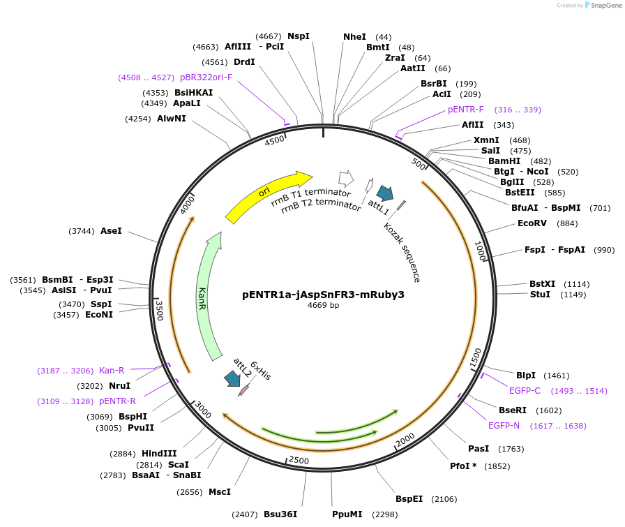 203491-plasmid-map-sequence-id-402487