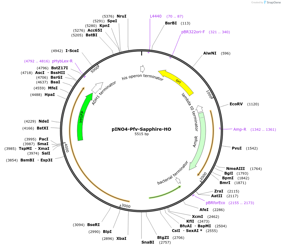 203659-plasmid-map-sequence-id-402489