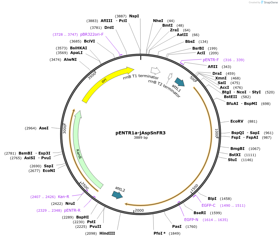 203460-plasmid-map-sequence-id-402493