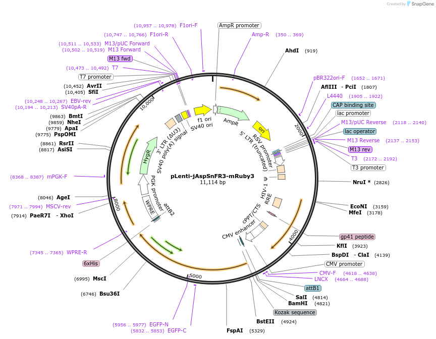 203498-plasmid-map-sequence-id-402494