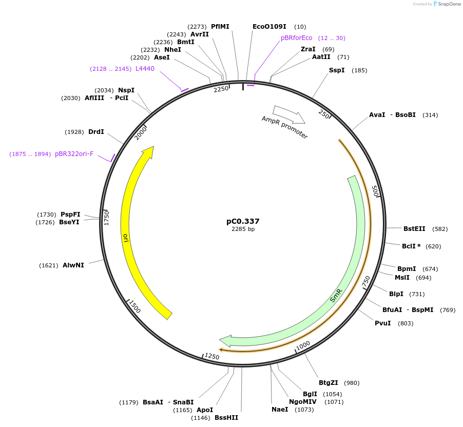 200625-plasmid-map-sequence-id-402517