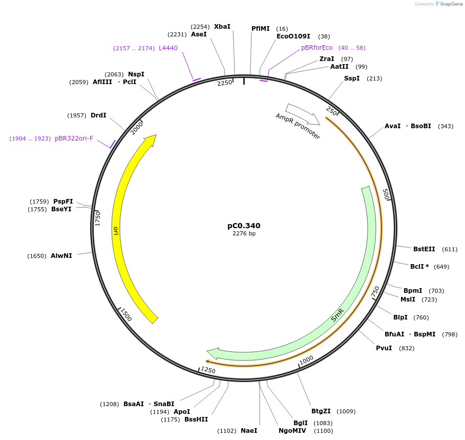 200628-plasmid-map-sequence-id-402518