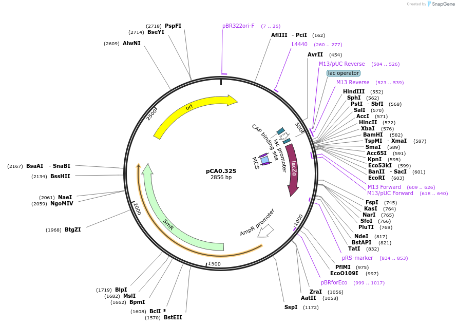 200622-plasmid-map-sequence-id-402519
