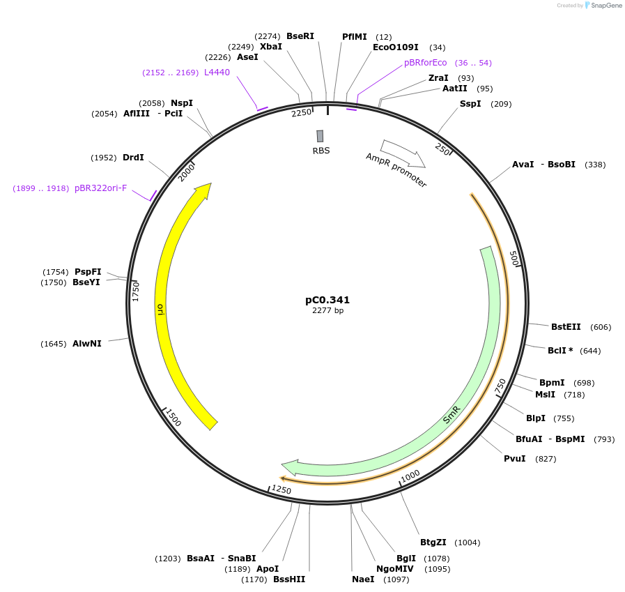 200629-plasmid-map-sequence-id-402520