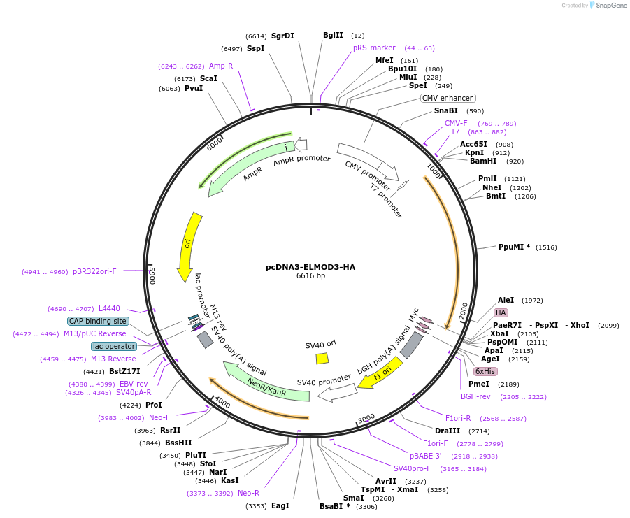 201902-plasmid-map-sequence-id-402522