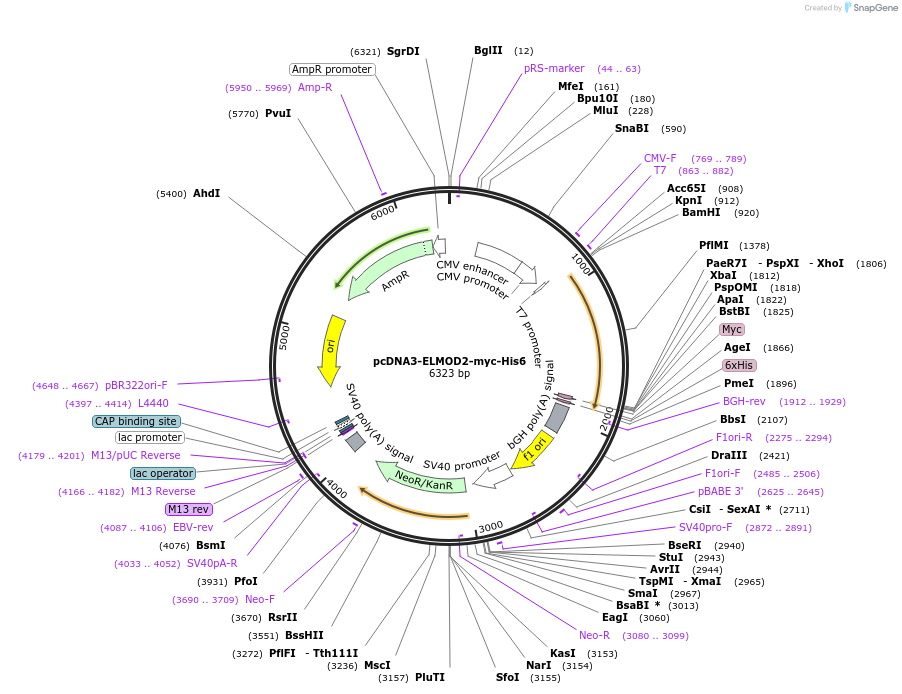 201901-plasmid-map-sequence-id-402532