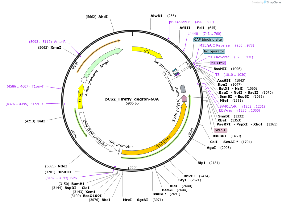 200396-plasmid-map-sequence-id-402534