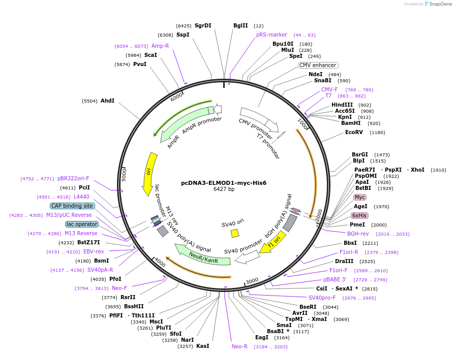 201900-plasmid-map-sequence-id-402535