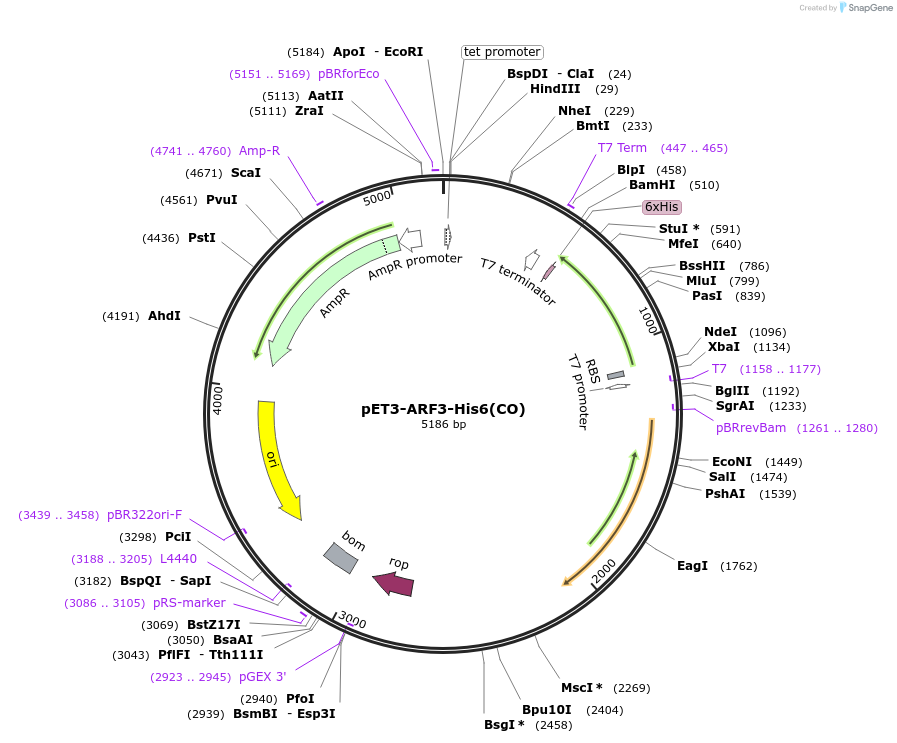 201884-plasmid-map-sequence-id-402538