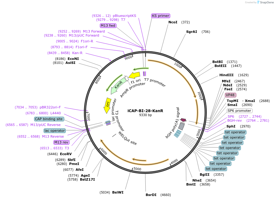 203532-plasmid-map-sequence-id-402544