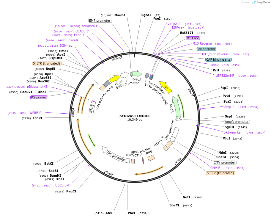201898-plasmid-map-sequence-id-402546
