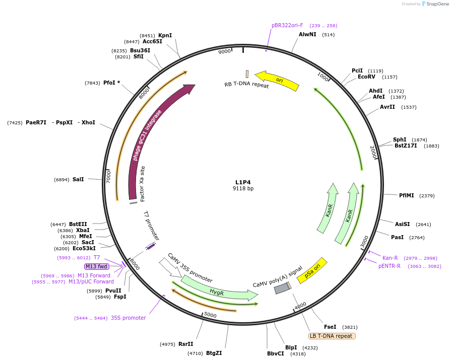 195919-plasmid-map-sequence-id-402549