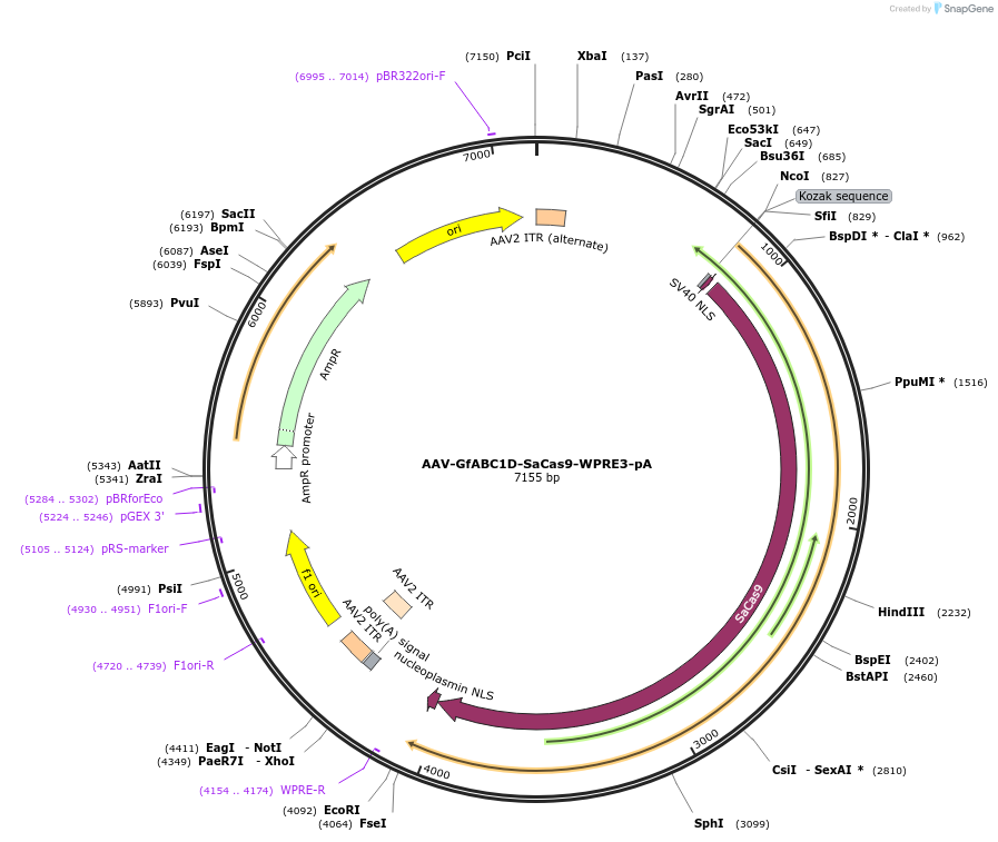 203540-plasmid-map-sequence-id-402557