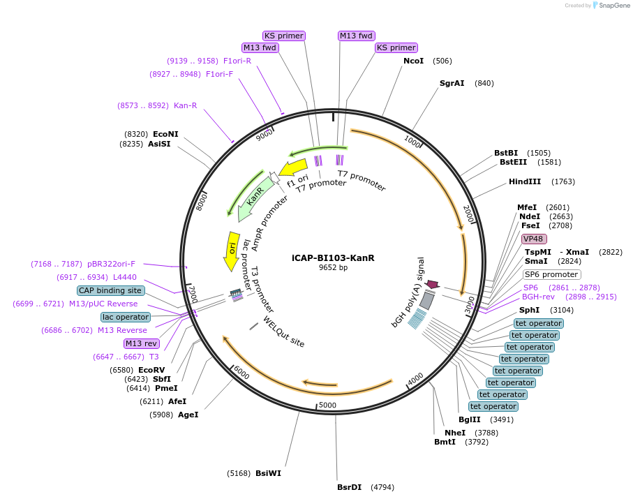 203537-plasmid-map-sequence-id-402561