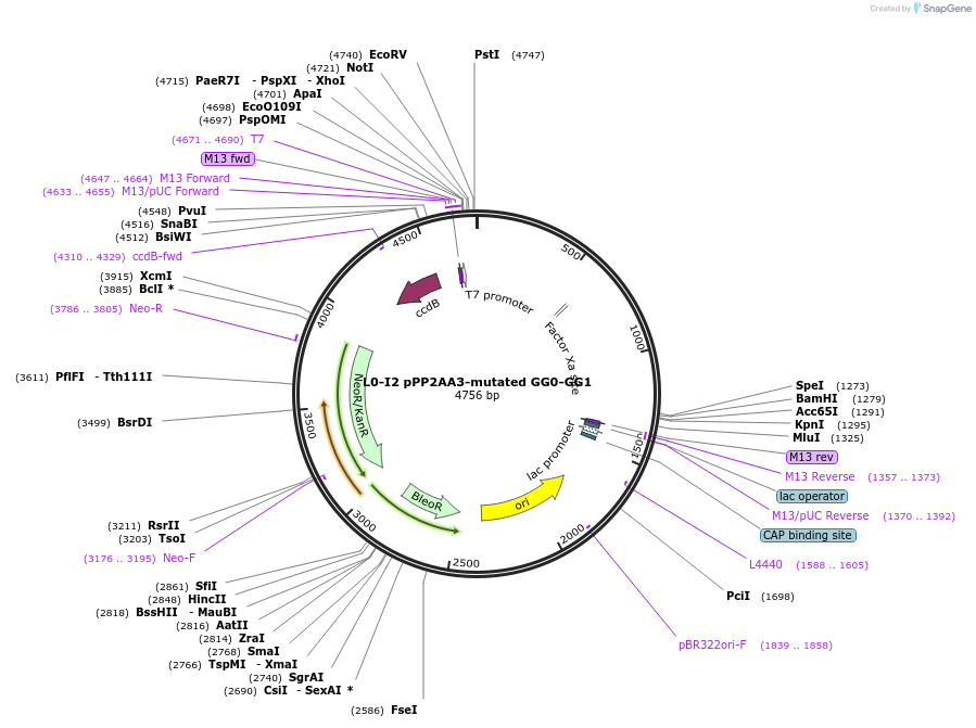195891-plasmid-map-sequence-id-402562