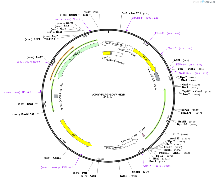 202204-plasmid-map-sequence-id-402565