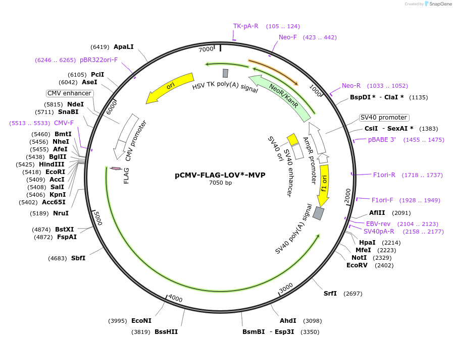 202206-plasmid-map-sequence-id-402566