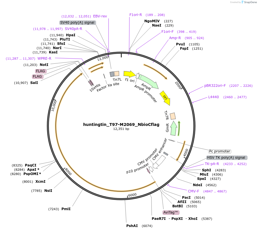194763-plasmid-map-sequence-id-402570