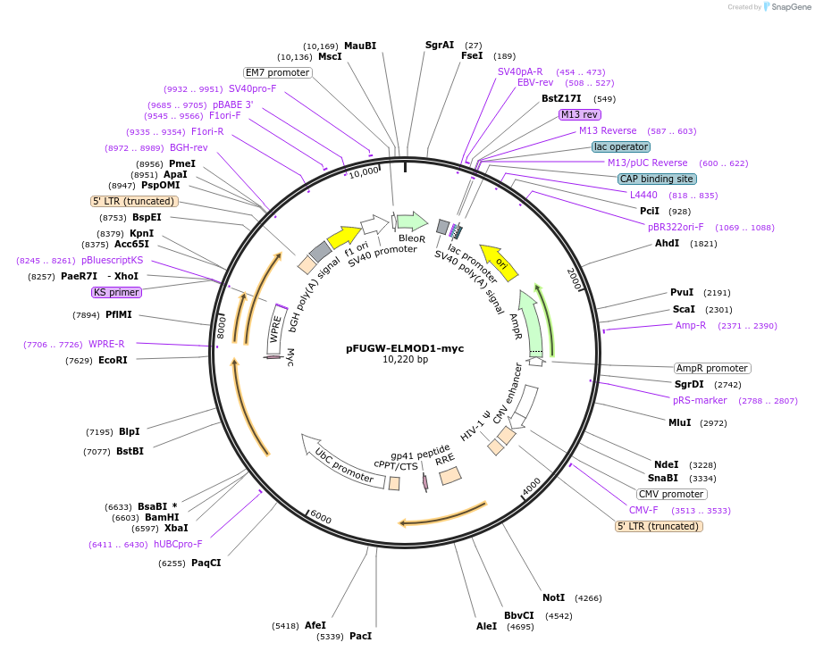 201895-plasmid-map-sequence-id-402571