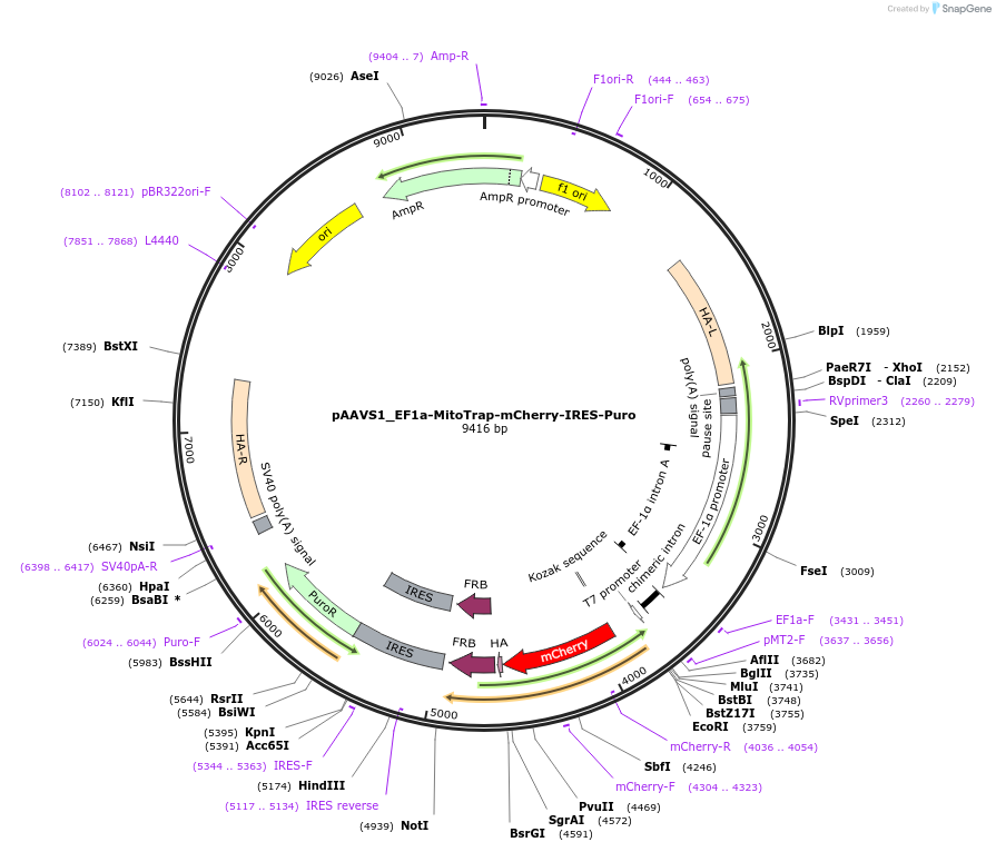 197067-plasmid-map-sequence-id-402598