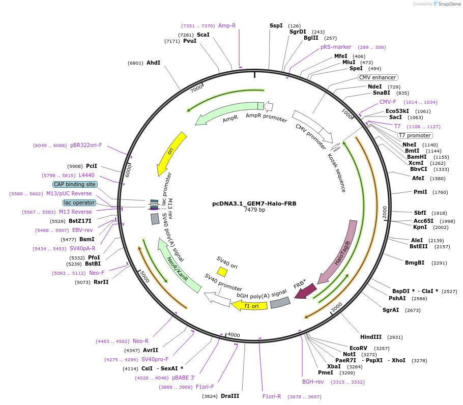 197058-plasmid-map-sequence-id-402600