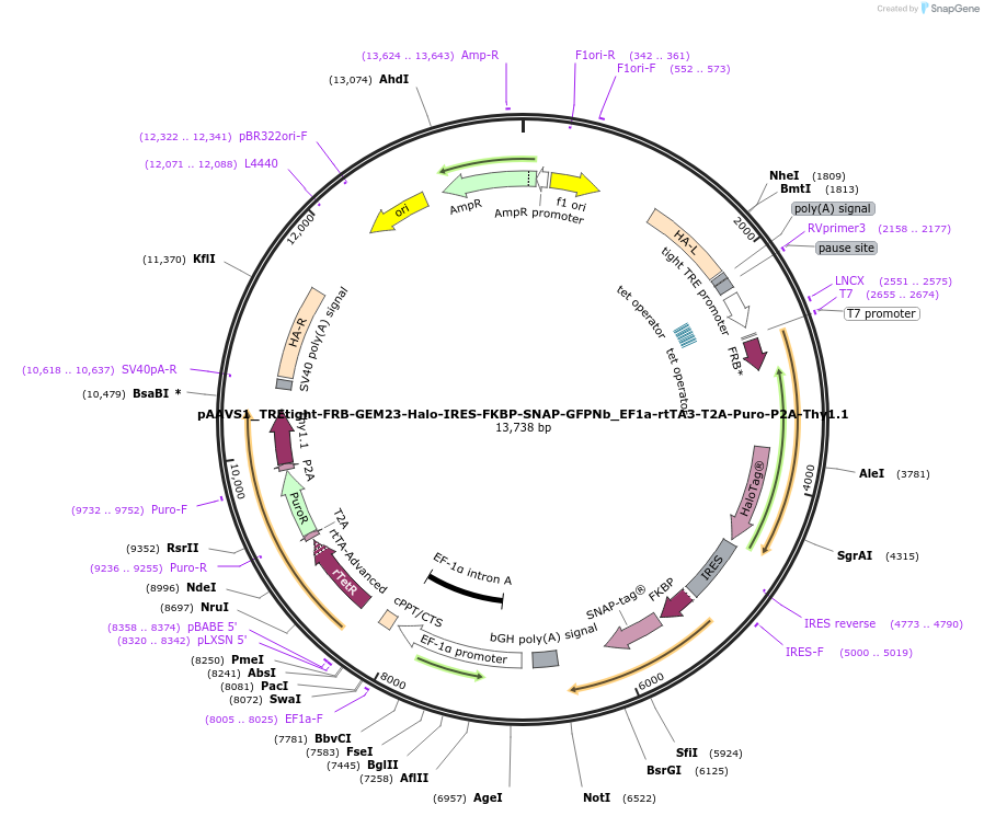 197065-plasmid-map-sequence-id-402601