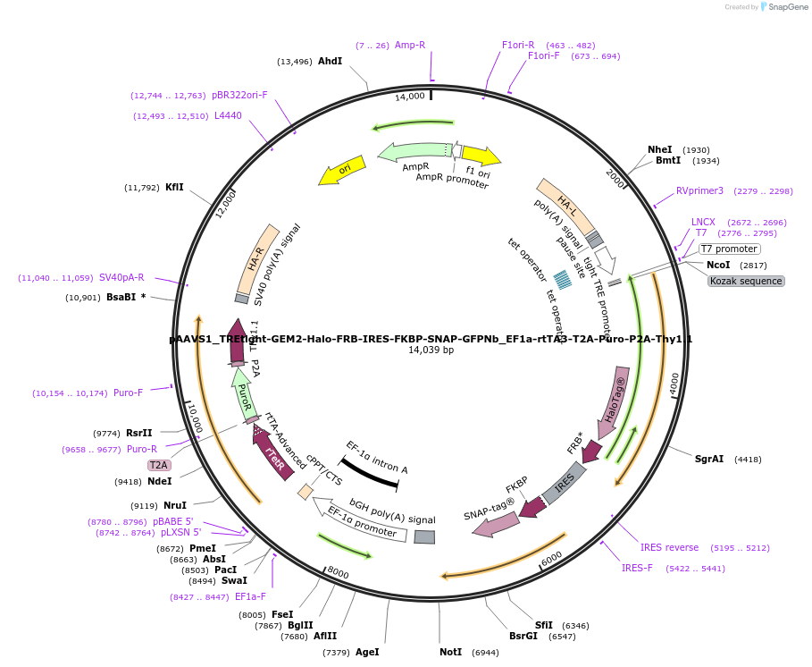197061-plasmid-map-sequence-id-402602