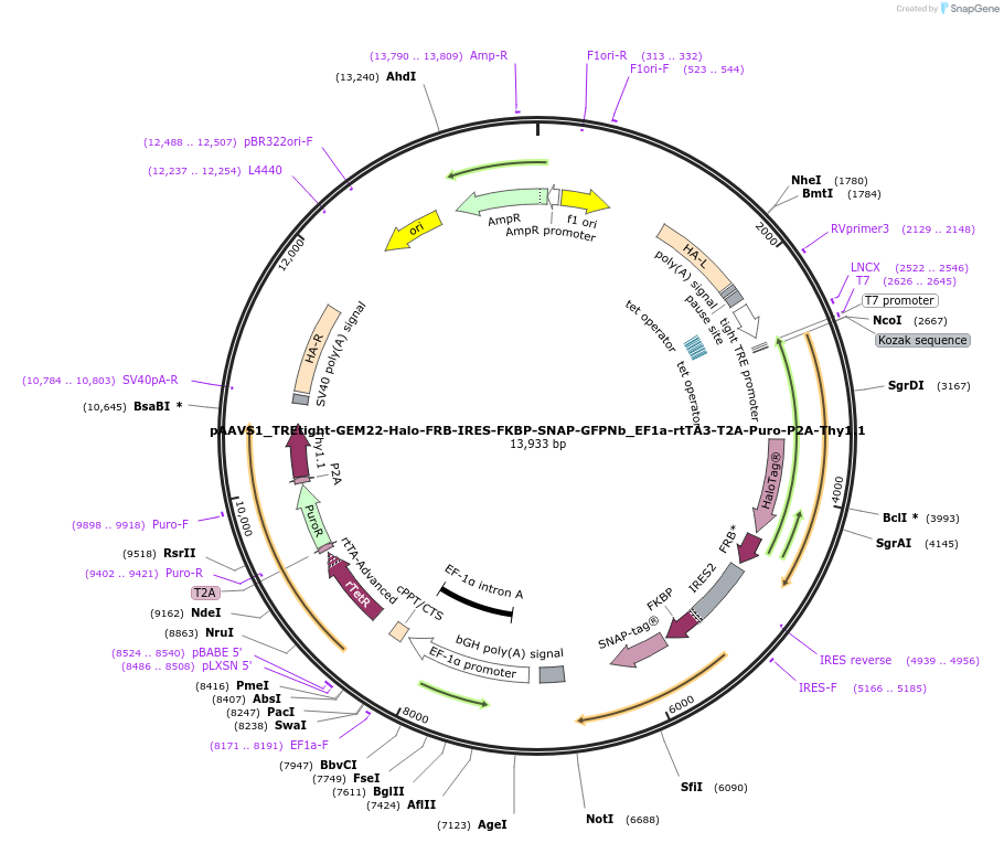 197064-plasmid-map-sequence-id-402605