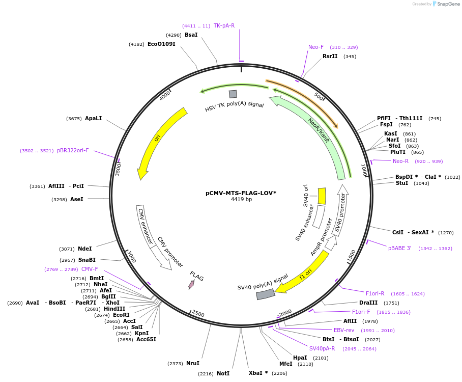 202207-plasmid-map-sequence-id-402613