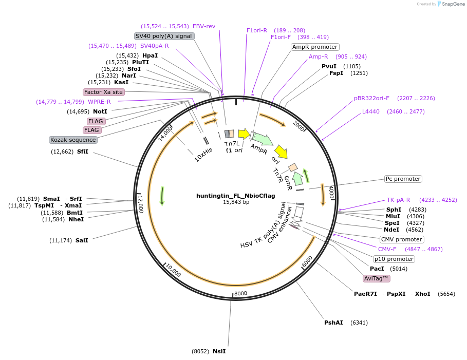 194767-plasmid-map-sequence-id-402615