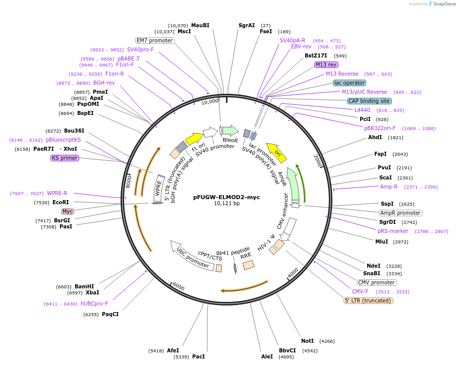 201897-plasmid-map-sequence-id-402616