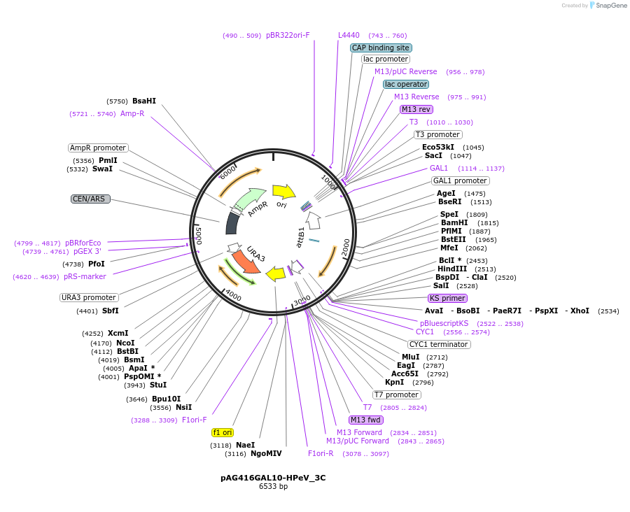 203465-plasmid-map-sequence-id-402619