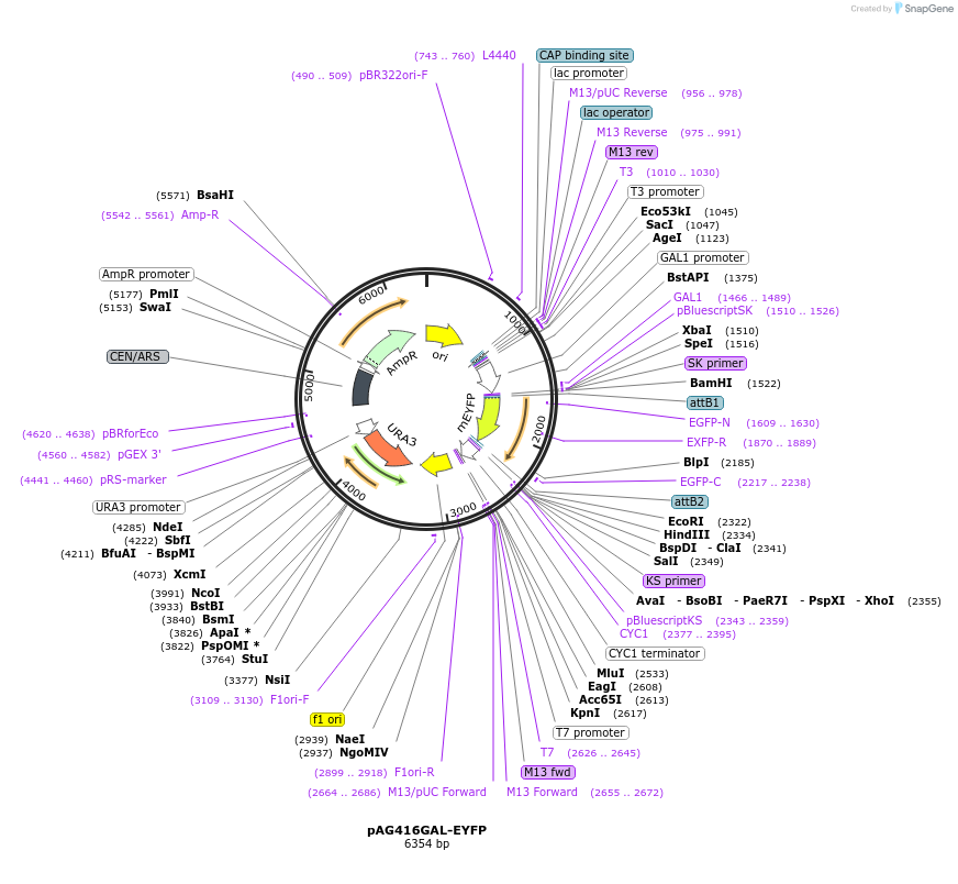 201792-plasmid-map-sequence-id-402623