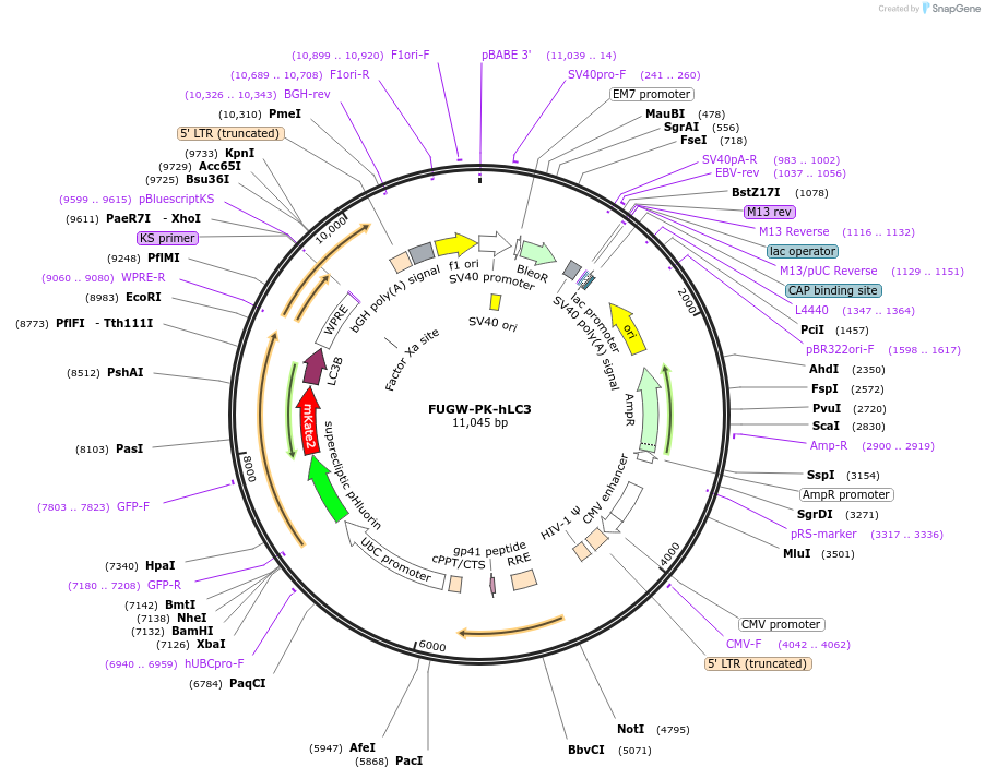 61460-plasmid-map-sequence-id-402625