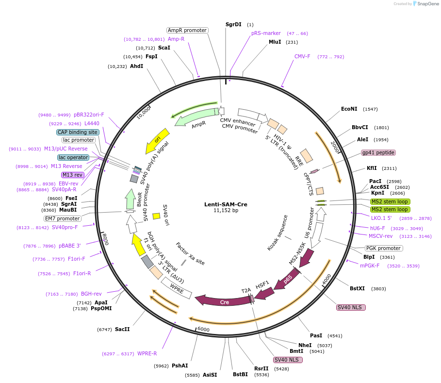 198714-plasmid-map-sequence-id-402628