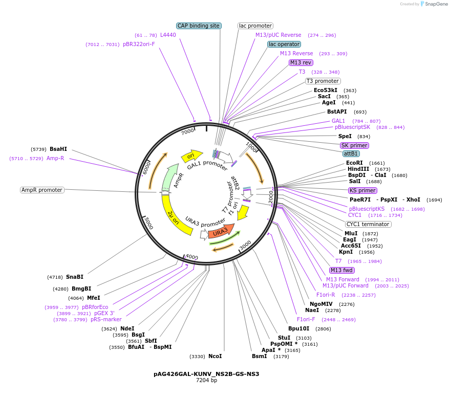 203506-plasmid-map-sequence-id-402629