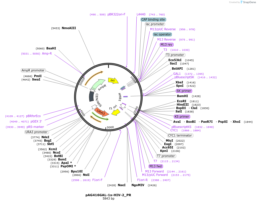 201935-plasmid-map-sequence-id-402630