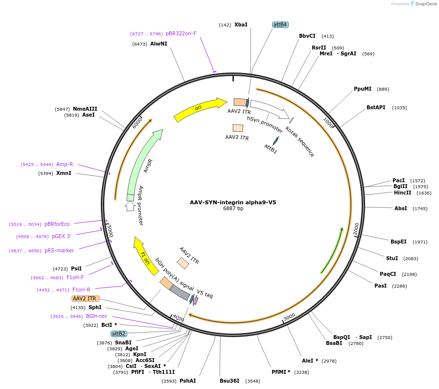 203729-plasmid-map-sequence-id-402631