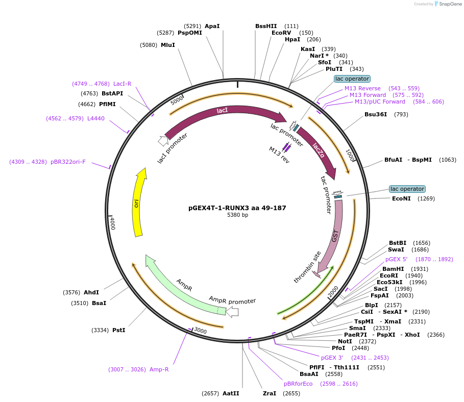 203440-plasmid-map-sequence-id-402634