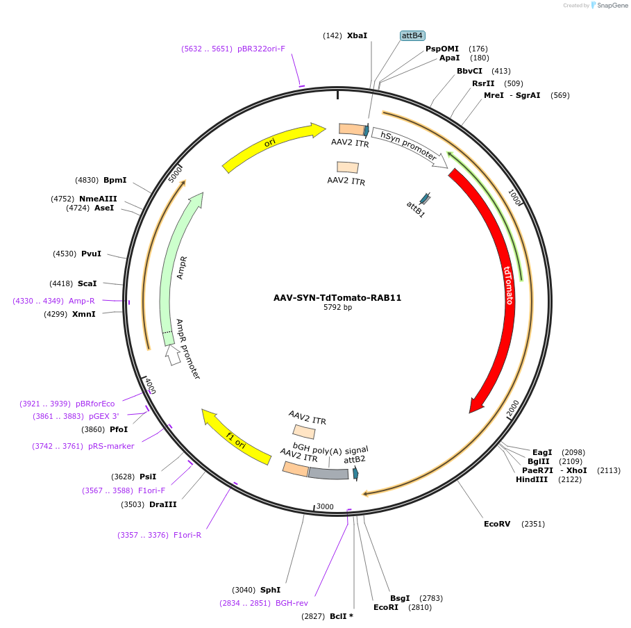 203732-plasmid-map-sequence-id-402639